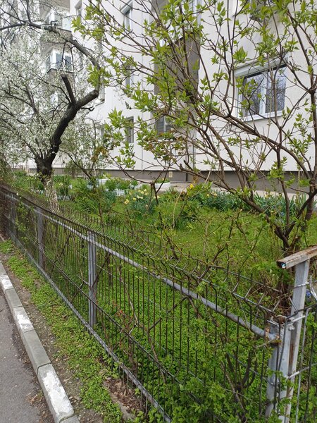 Crangasi, Vintila Mihailescu,